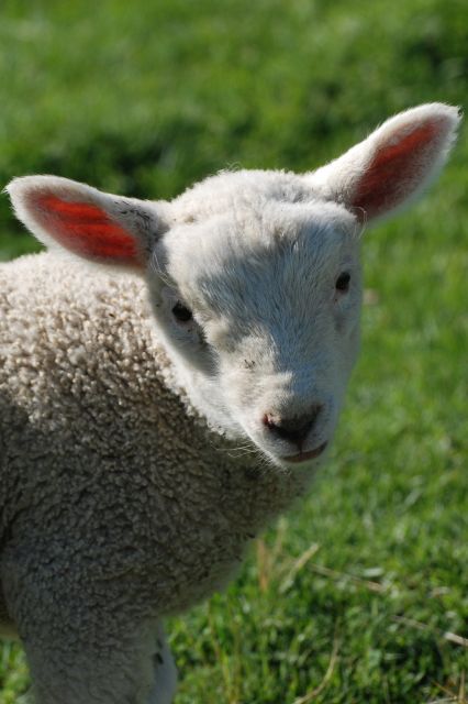 Click to view full size image